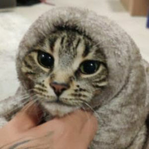 Meet your Posher, Yuen ting